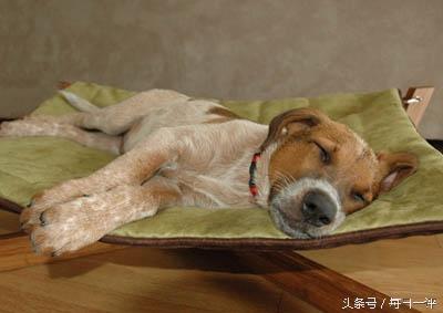 寧愿賣雞排也不搞互聯(lián)網(wǎng)的臺灣怎么了？