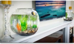 GravityFlow2自動換水魚缸：養魚不用換水