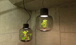 能種綠植的密封燈具 不用打理照樣長得旺盛