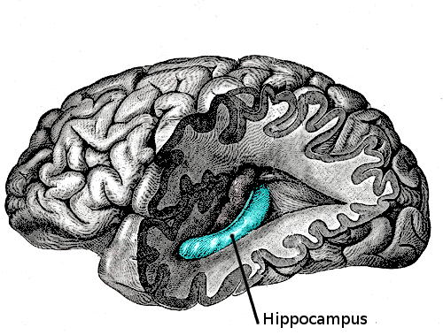 科學家在海馬體中發(fā)現(xiàn)跟勇敢有關的細胞：或能助治療焦慮癥